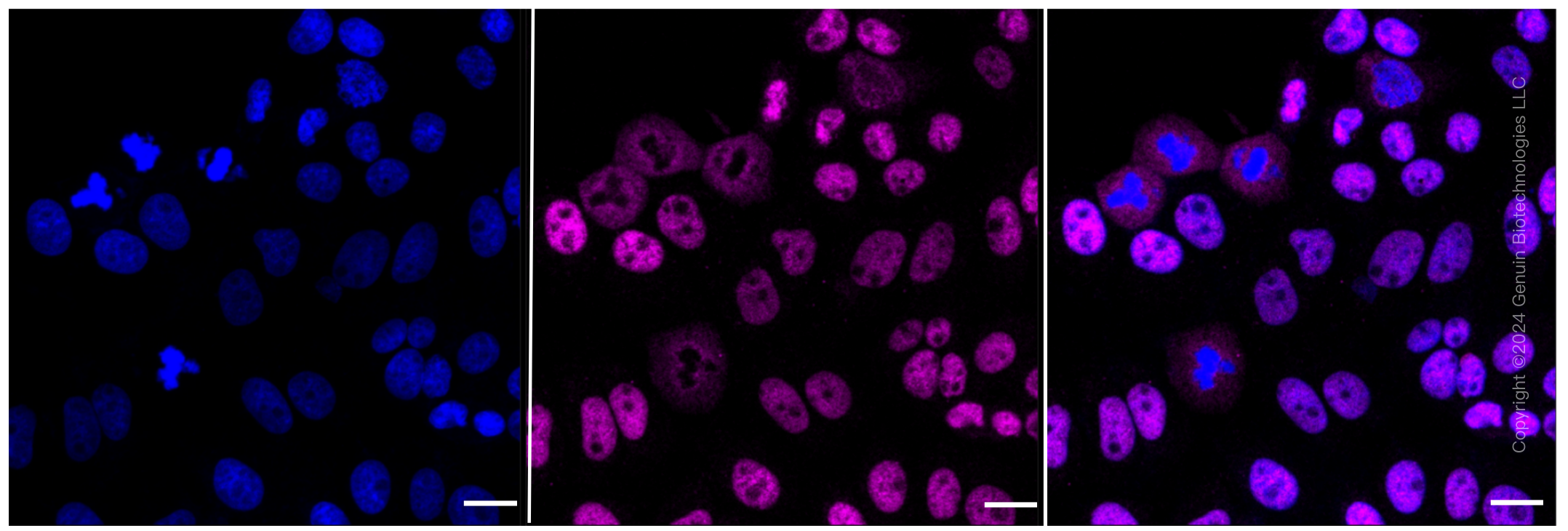 KD-Validated Anti-MCM7 Rabbit Monoclonal Antibody ABG2318