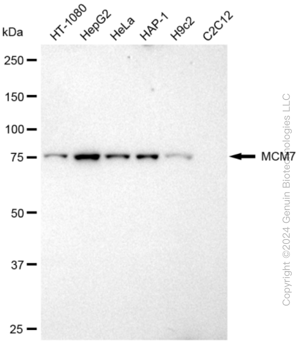 KD-Validated Anti-MCM7 Rabbit Monoclonal Antibody ABG2318