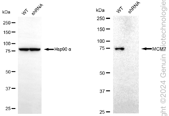 KD-Validated Anti-MCM7 Rabbit Monoclonal Antibody ABG2318