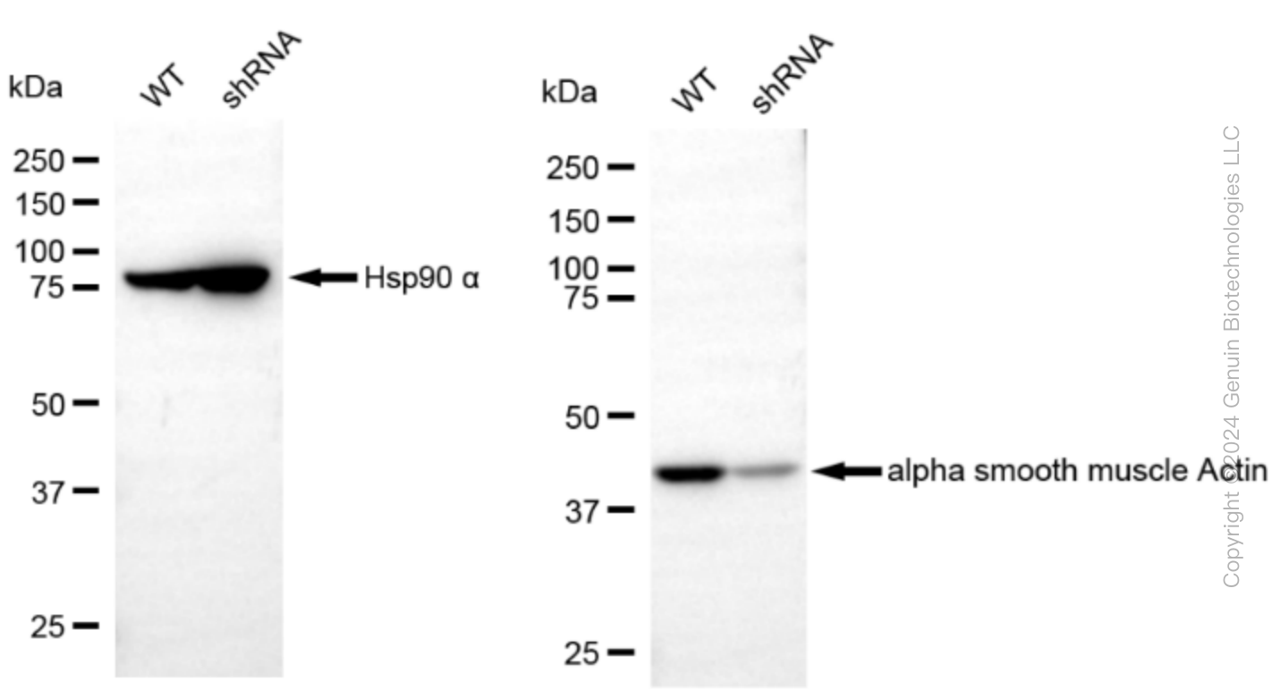 KD-Validated Anti-alpha smooth muscle Actin Rabbit Monoclonal Antibody ABG2319