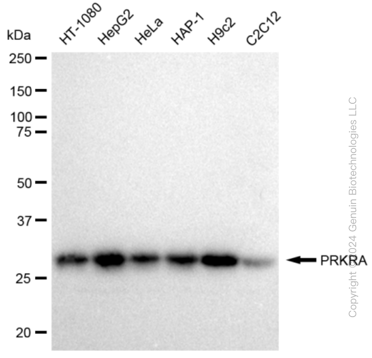 KD-Validated Anti-PRKRA Rabbit Monoclonal Antibody ABG2320