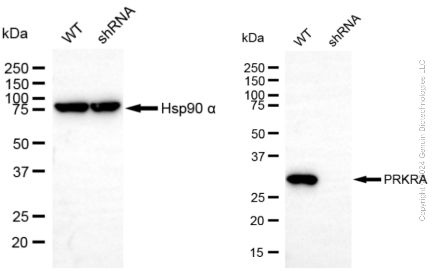 KD-Validated Anti-PRKRA Rabbit Monoclonal Antibody ABG2320