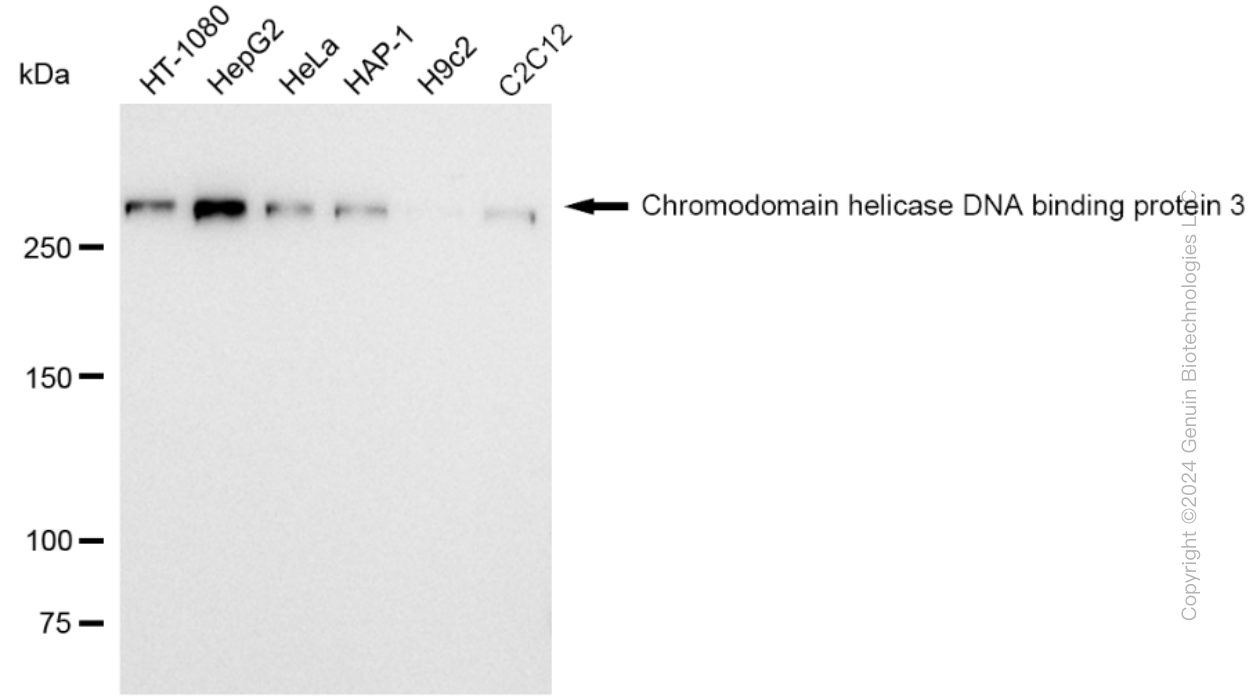 KD-Validated Anti-Chromodomain helicase DNA binding protein 3 Rabbit Monoclonal Antibody ABG2321