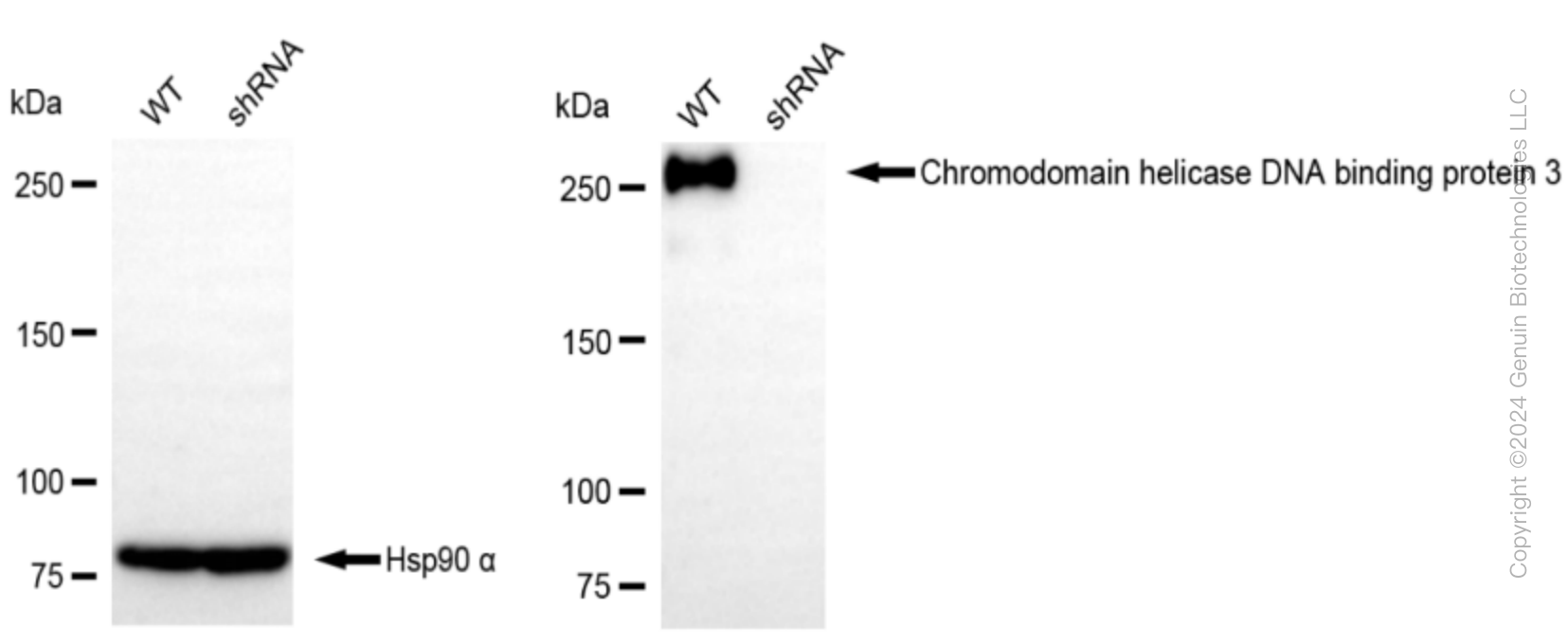 KD-Validated Anti-Chromodomain helicase DNA binding protein 3 Rabbit Monoclonal Antibody ABG2321