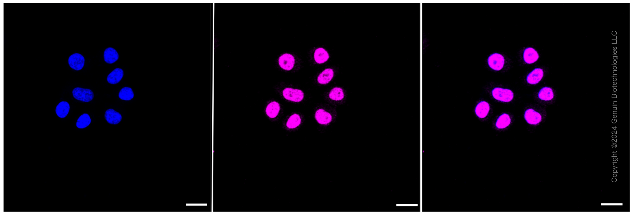 KD-Validated Anti-EHMT2 Rabbit Monoclonal Antibody ABG2322