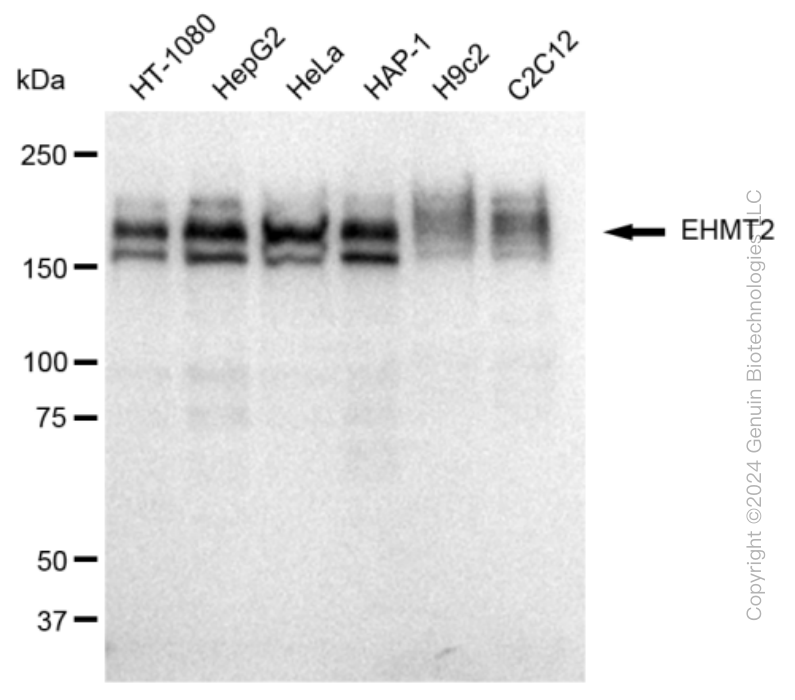 KD-Validated Anti-EHMT2 Rabbit Monoclonal Antibody ABG2322