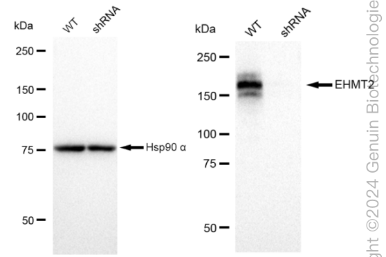 KD-Validated Anti-EHMT2 Rabbit Monoclonal Antibody ABG2322