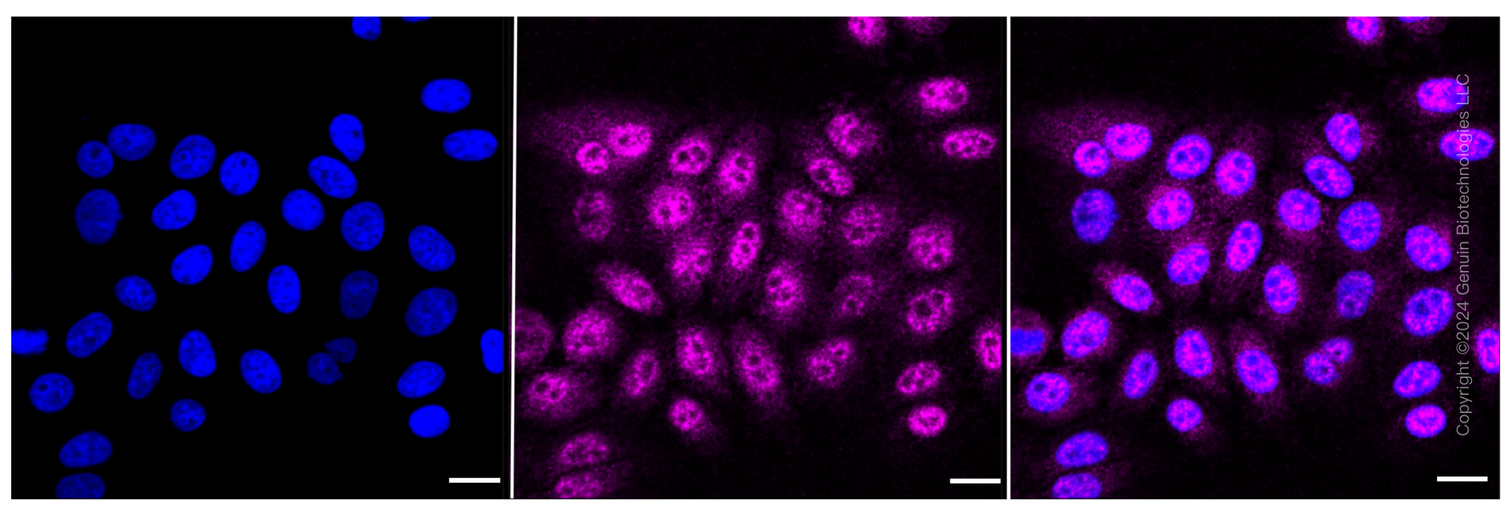 KD-Validated Anti-IKK alpha Rabbit Monoclonal Antibody ABG2323