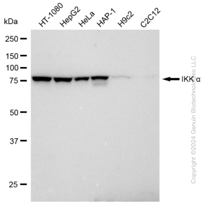 KD-Validated Anti-IKK alpha Rabbit Monoclonal Antibody ABG2323