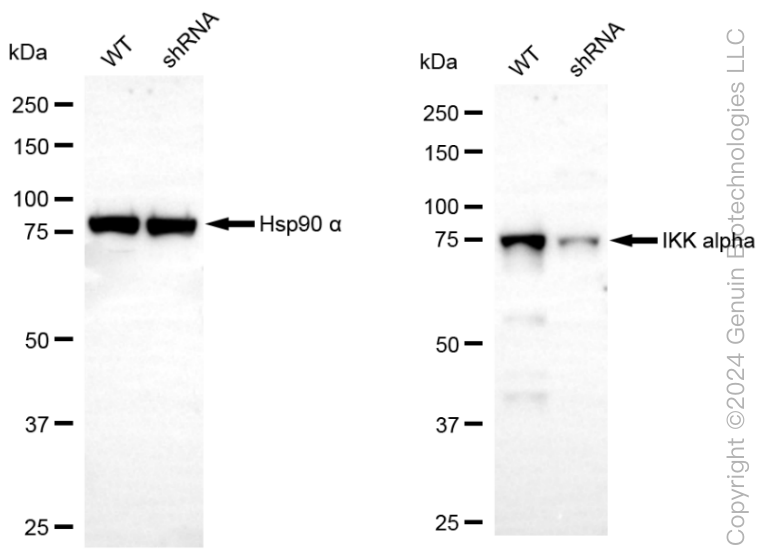 KD-Validated Anti-IKK alpha Rabbit Monoclonal Antibody ABG2323