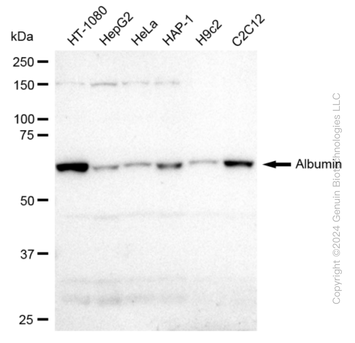 KD-Validated Anti-Albumin Rabbit Monoclonal Antibody ABG2324