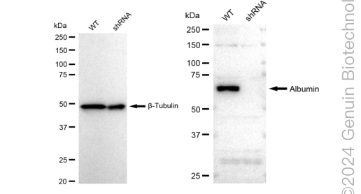 KD-Validated Anti-Albumin Rabbit Monoclonal Antibody ABG2324