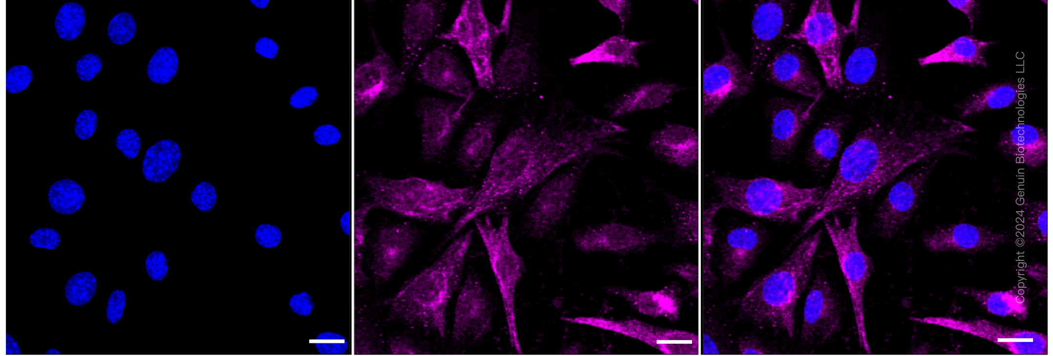 KD-Validated Anti-PRAS40 Rabbit Monoclonal Antibody ABG2325