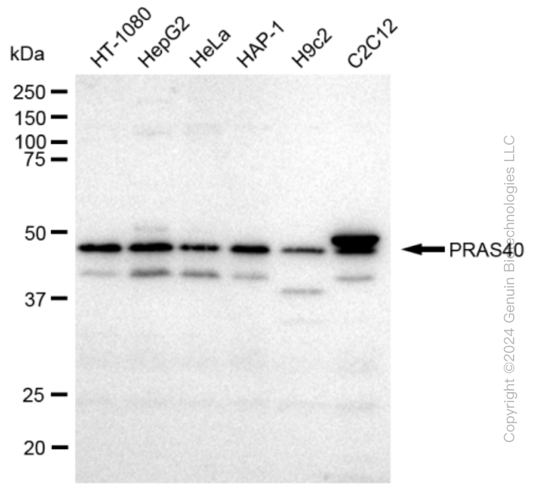 KD-Validated Anti-PRAS40 Rabbit Monoclonal Antibody ABG2325