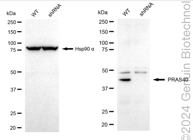 KD-Validated Anti-PRAS40 Rabbit Monoclonal Antibody ABG2325