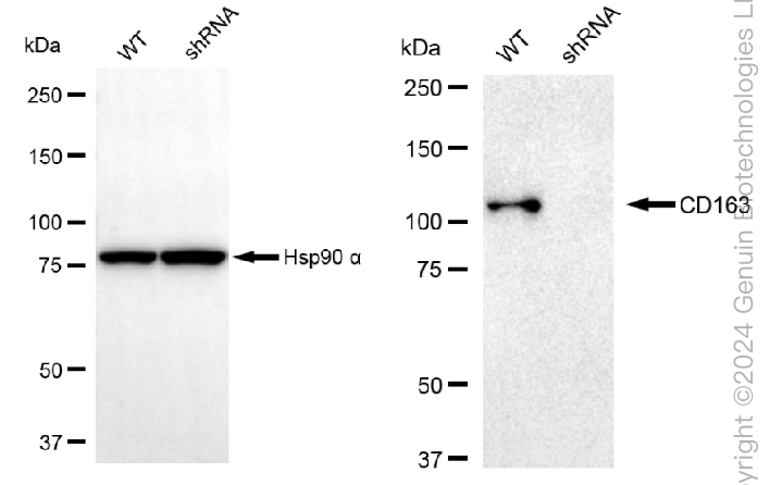 KD-Validated Anti-CD163 Rabbit Monoclonal Antibody ABG2326