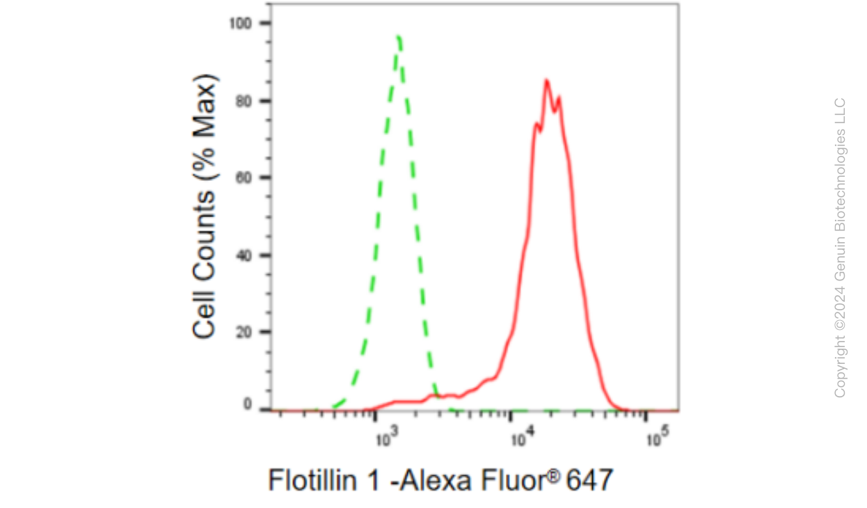 KD-Validated Anti-Flotillin 1 Rabbit Monoclonal Antibody ABG2327