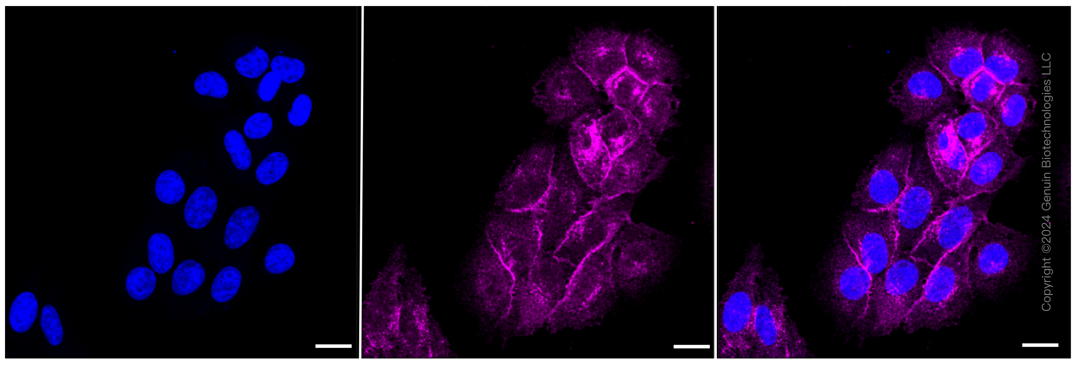 KD-Validated Anti-Flotillin 1 Rabbit Monoclonal Antibody ABG2327