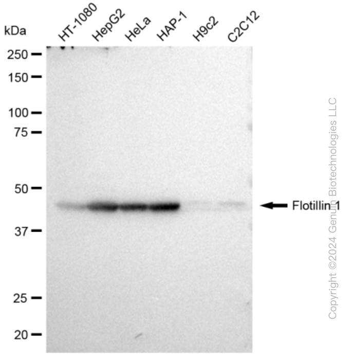 KD-Validated Anti-Flotillin 1 Rabbit Monoclonal Antibody ABG2327