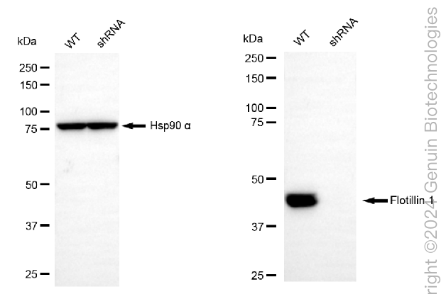 KD-Validated Anti-Flotillin 1 Rabbit Monoclonal Antibody ABG2327