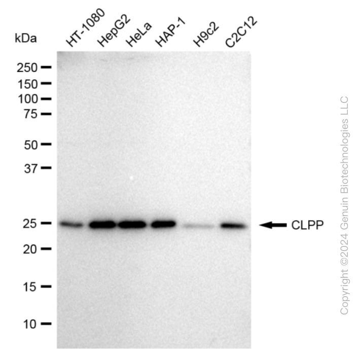 KD-Validated Anti-CLPP Rabbit Monoclonal Antibody ABG2328