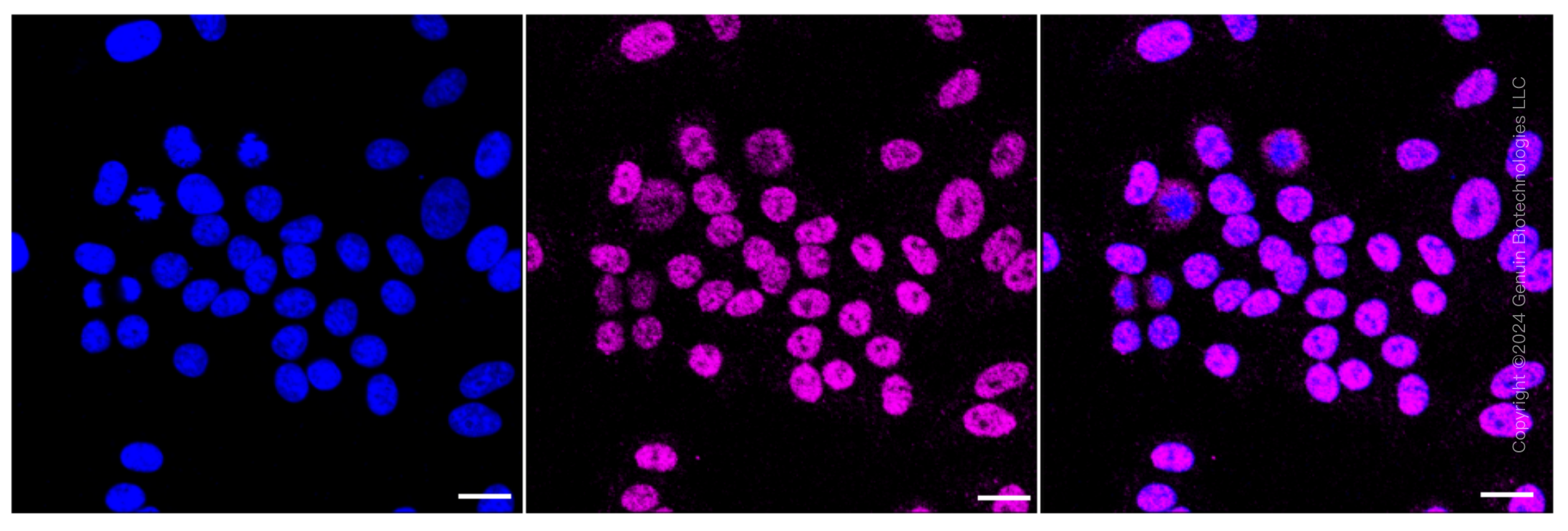 KD-Validated Anti-Forkhead box A1 Rabbit Monoclonal Antibody ABG2329