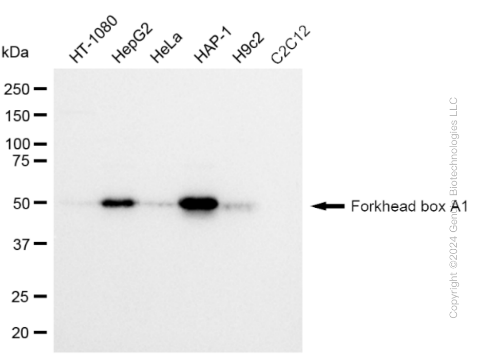 KD-Validated Anti-Forkhead box A1 Rabbit Monoclonal Antibody ABG2329