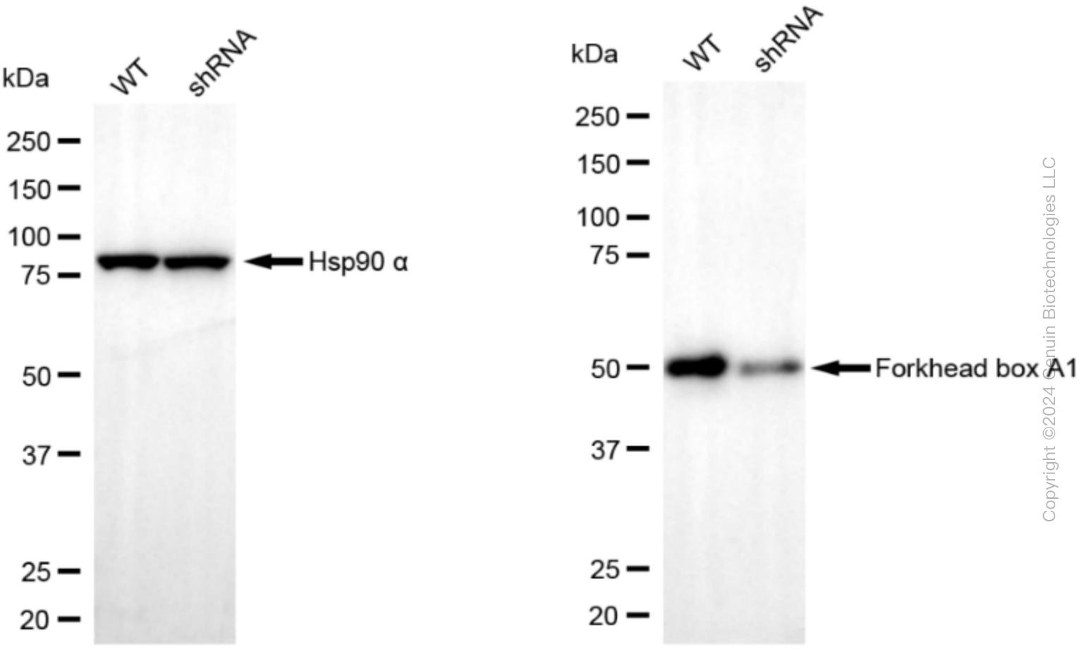 KD-Validated Anti-Forkhead box A1 Rabbit Monoclonal Antibody ABG2329