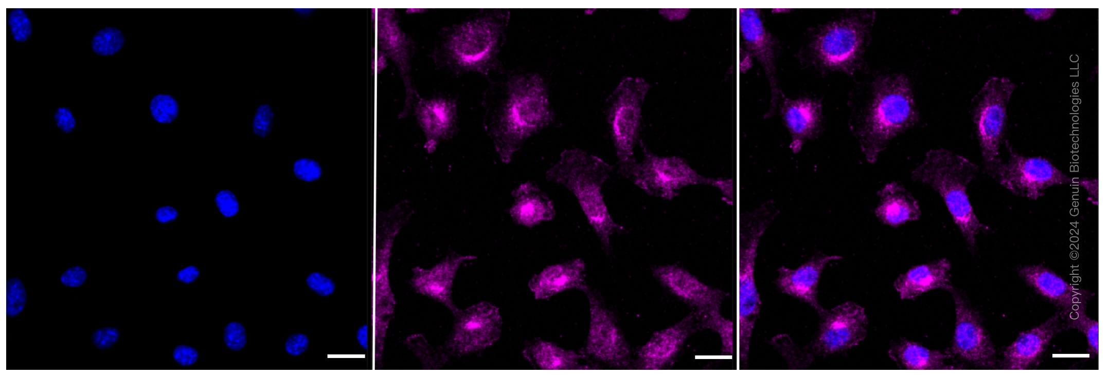 KD-Validated Anti-Src Rabbit Monoclonal Antibody ABG2330