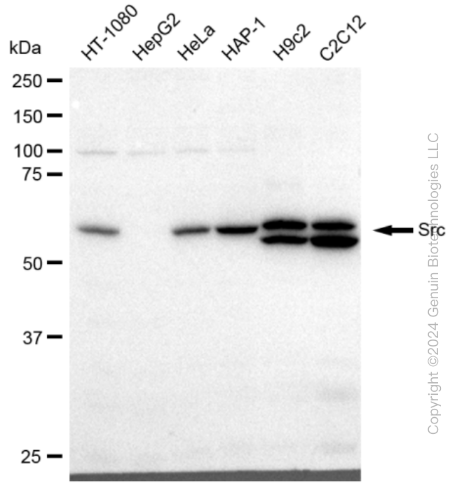 KD-Validated Anti-Src Rabbit Monoclonal Antibody ABG2330
