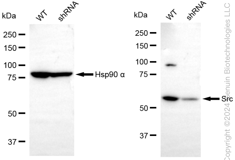 KD-Validated Anti-Src Rabbit Monoclonal Antibody ABG2330