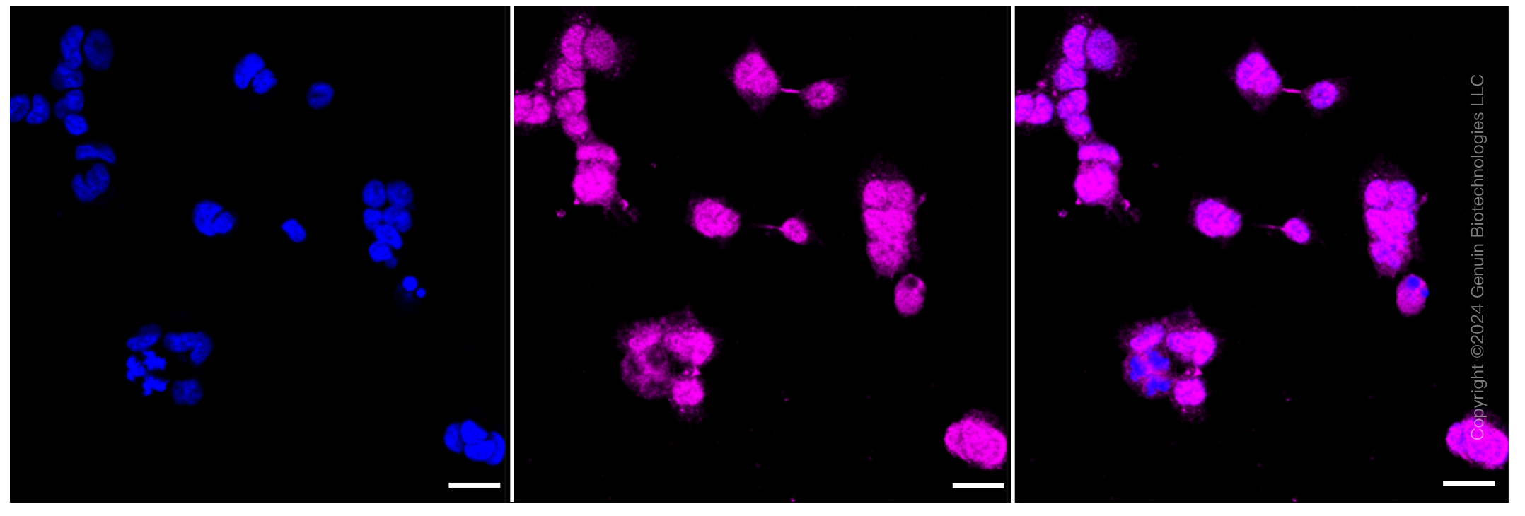 KD-Validated Anti-Src Rabbit Monoclonal Antibody ABG2331