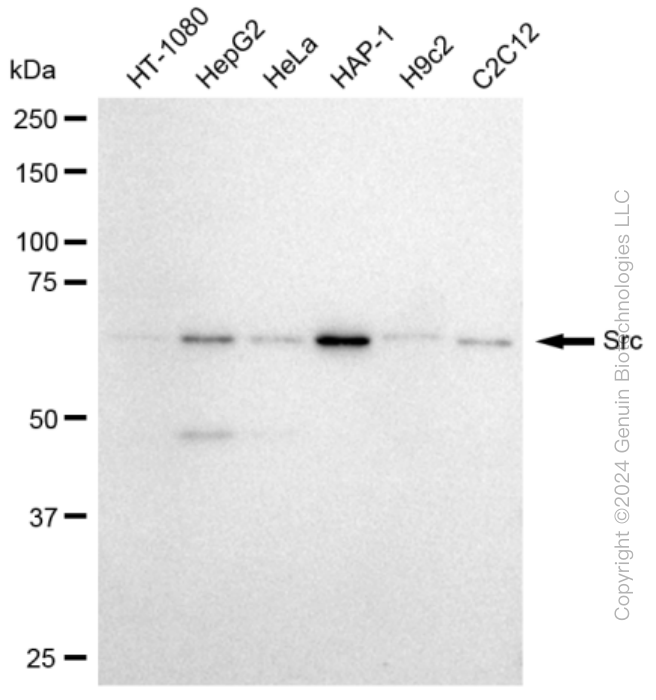 KD-Validated Anti-Src Rabbit Monoclonal Antibody ABG2331
