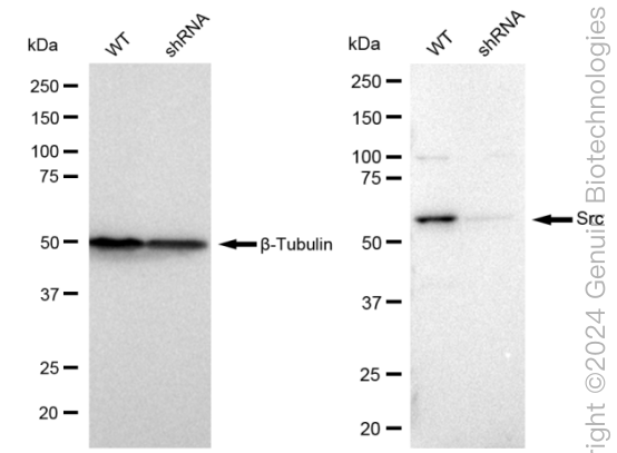 KD-Validated Anti-Src Rabbit Monoclonal Antibody ABG2331