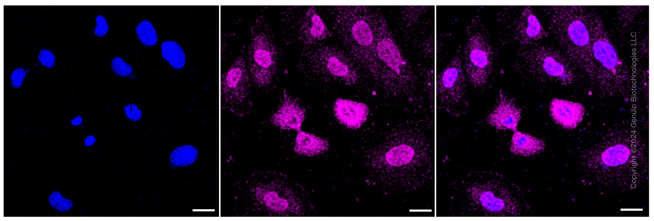 KD-Validated Anti-Bone morphogenetic protein 6 Rabbit Monoclonal Antibody ABG2332