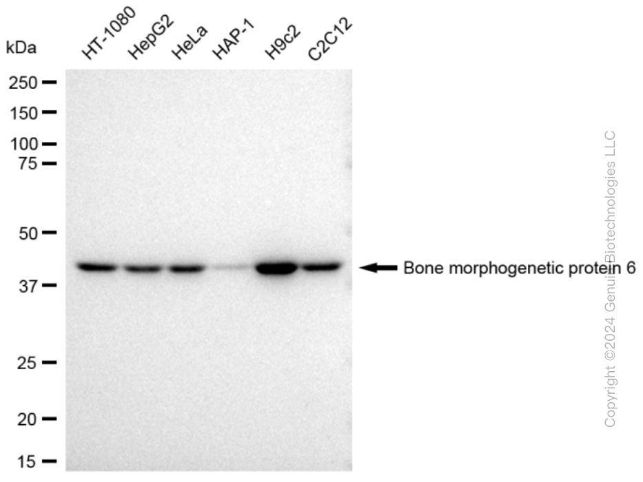KD-Validated Anti-Bone morphogenetic protein 6 Rabbit Monoclonal Antibody ABG2332