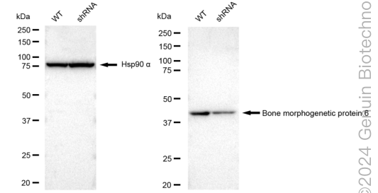 KD-Validated Anti-Bone morphogenetic protein 6 Rabbit Monoclonal Antibody ABG2332