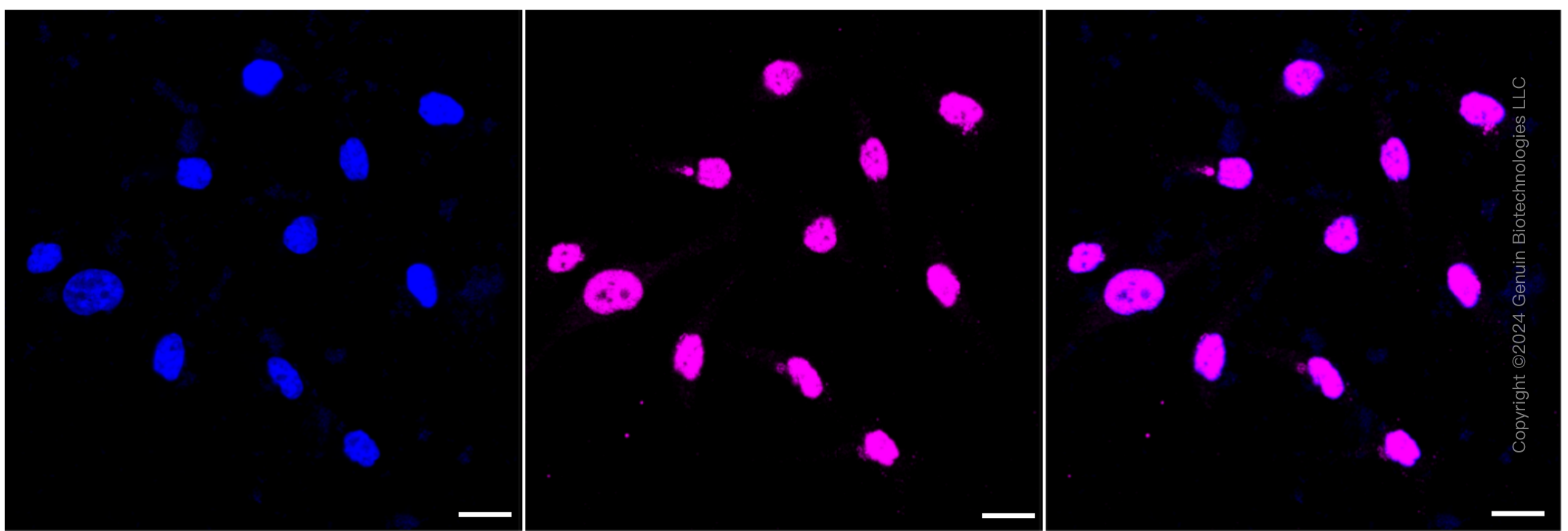 KD-Validated Anti-AGO3 Rabbit Monoclonal Antibody ABG2333