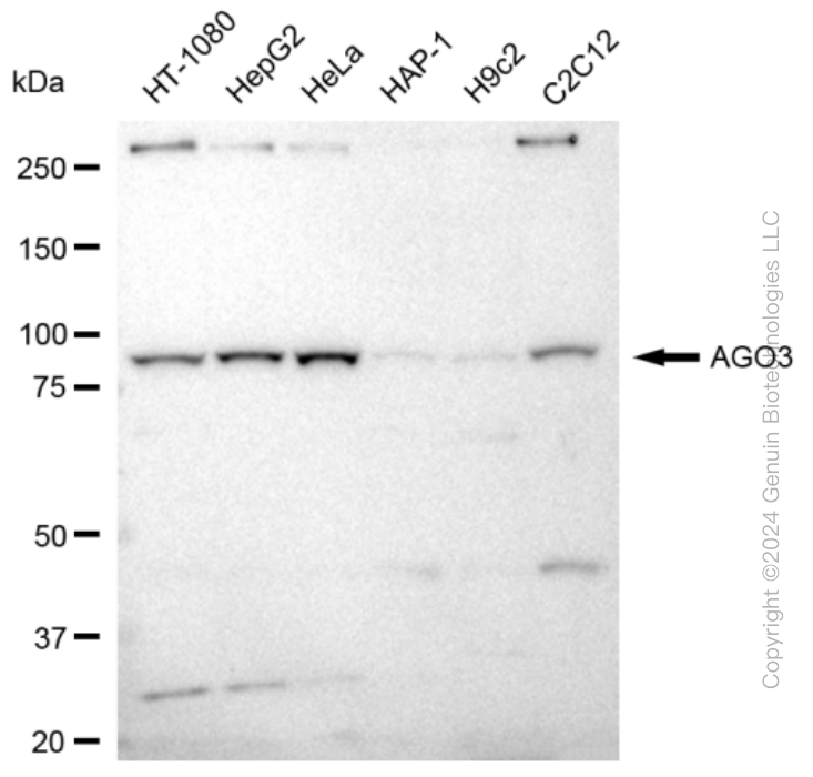 KD-Validated Anti-AGO3 Rabbit Monoclonal Antibody ABG2333