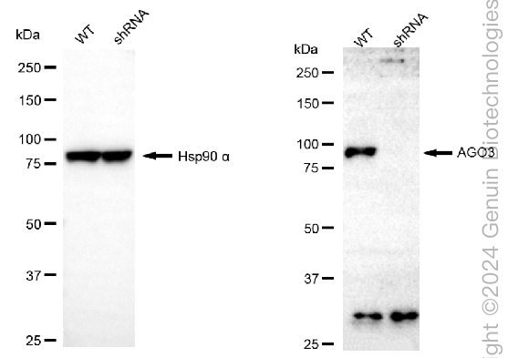KD-Validated Anti-AGO3 Rabbit Monoclonal Antibody ABG2333