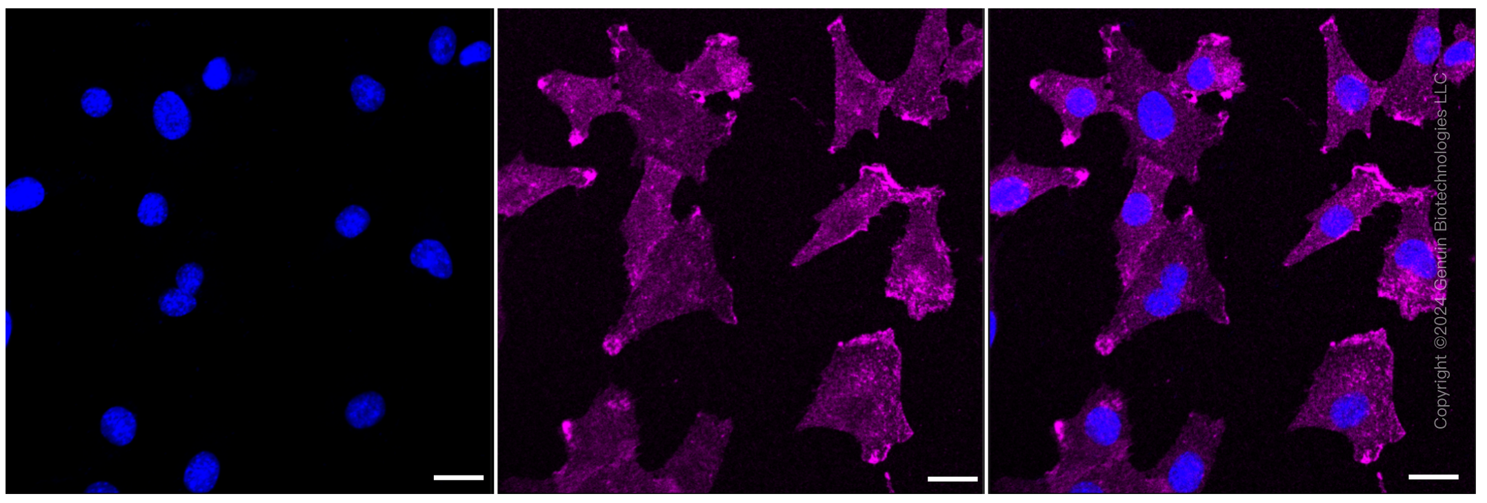 KD-Validated Anti-Aquaporin 1 Rabbit Monoclonal Antibody ABG2334