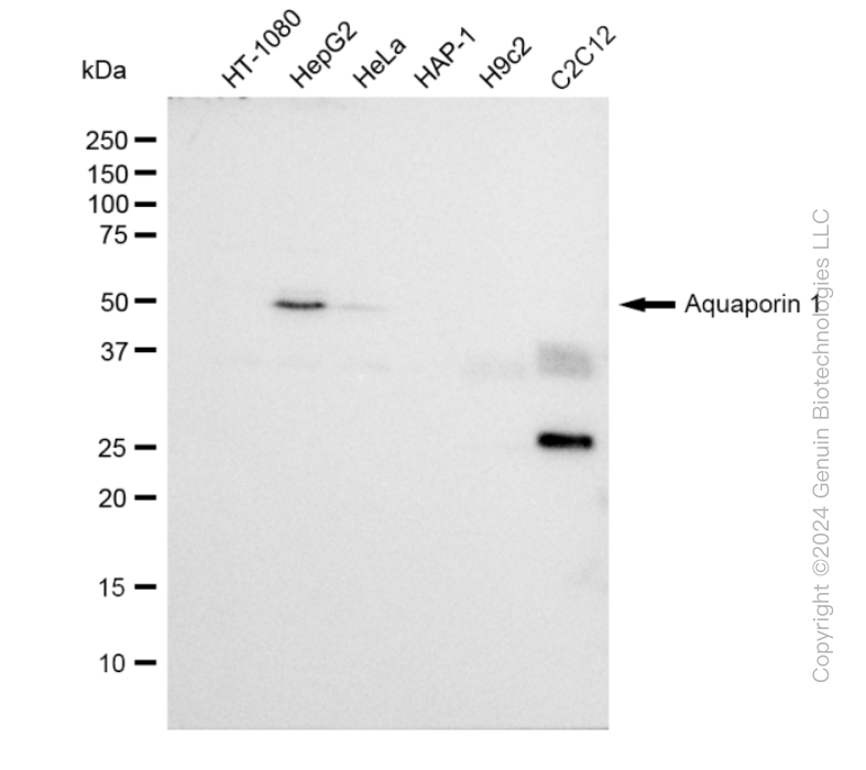 KD-Validated Anti-Aquaporin 1 Rabbit Monoclonal Antibody ABG2334