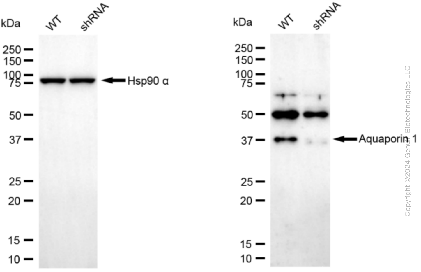 KD-Validated Anti-Aquaporin 1 Rabbit Monoclonal Antibody ABG2334
