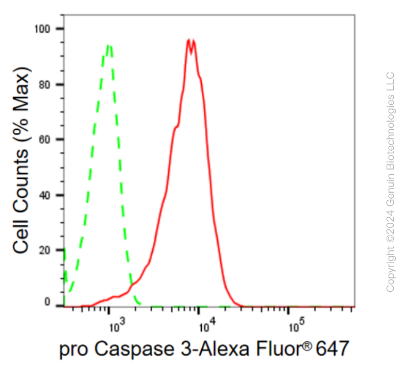 KD-Validated Anti-pro Caspase 3 Rabbit Monoclonal Antibody ABG2335