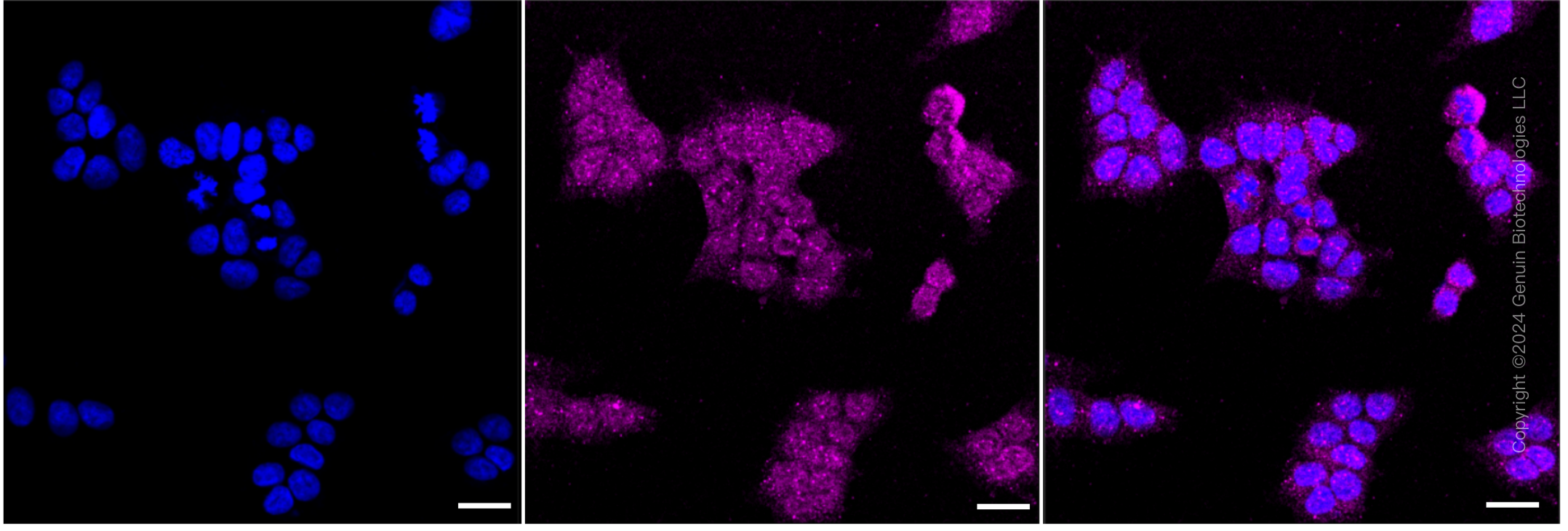KD-Validated Anti-pro Caspase 3 Rabbit Monoclonal Antibody ABG2335