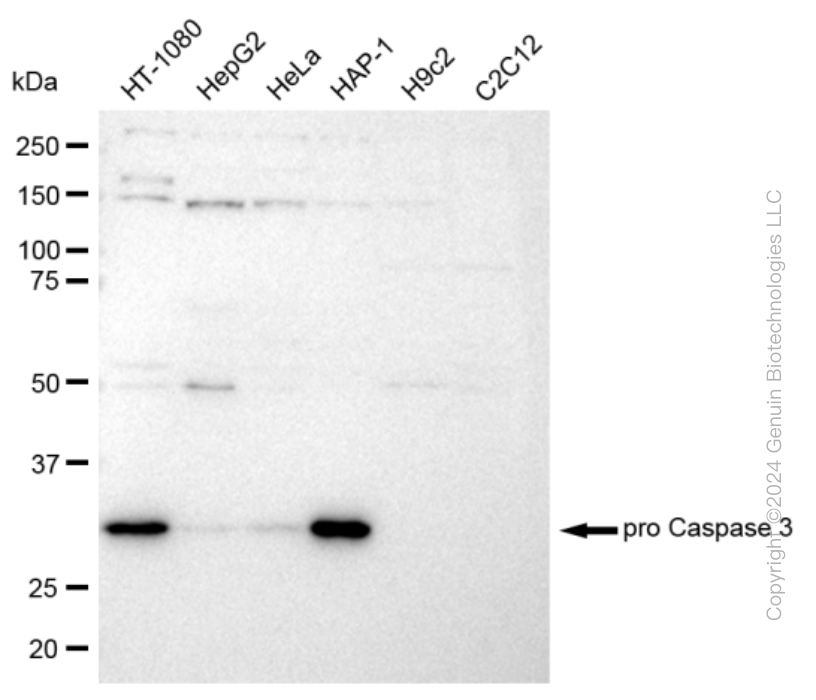 KD-Validated Anti-pro Caspase 3 Rabbit Monoclonal Antibody ABG2335