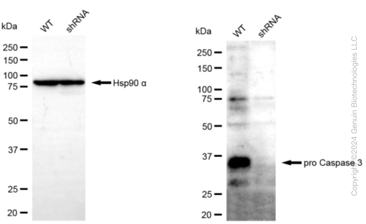 KD-Validated Anti-pro Caspase 3 Rabbit Monoclonal Antibody ABG2335