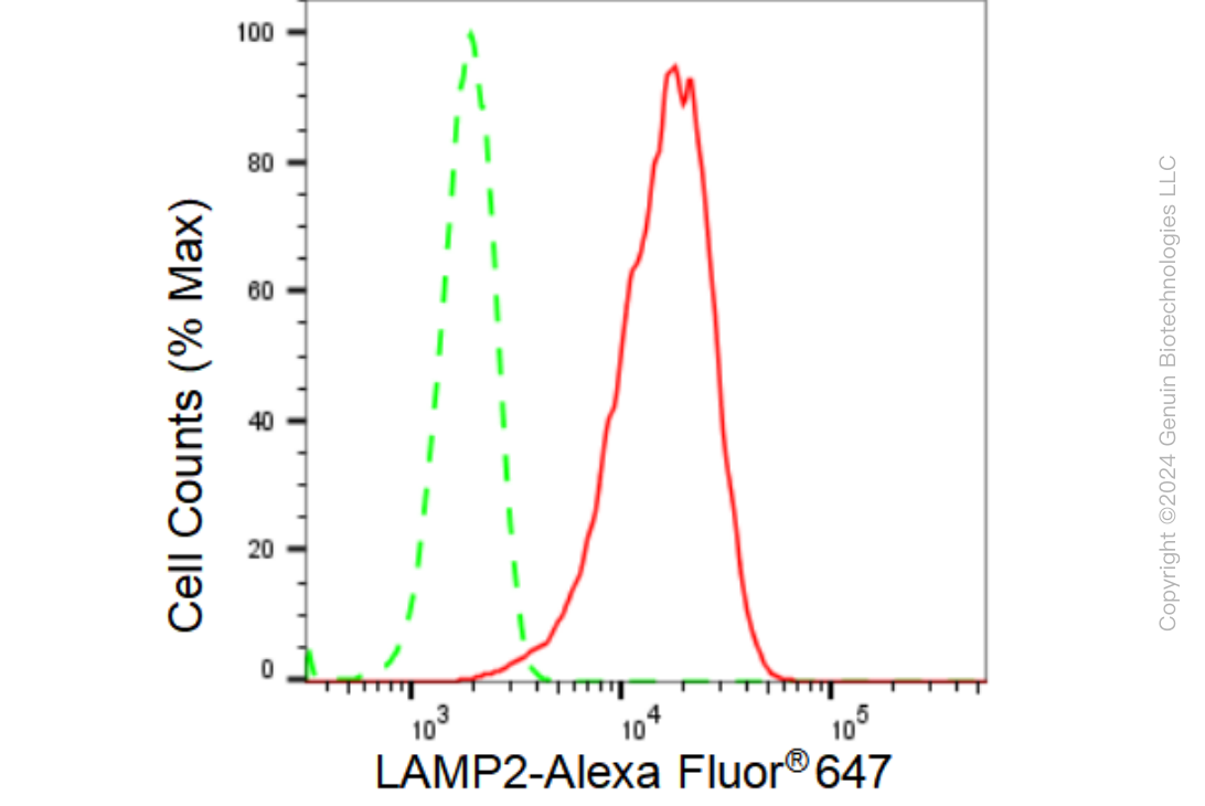 KD-Validated Anti-LAMP2 Rabbit Monoclonal Antibody ABG2336