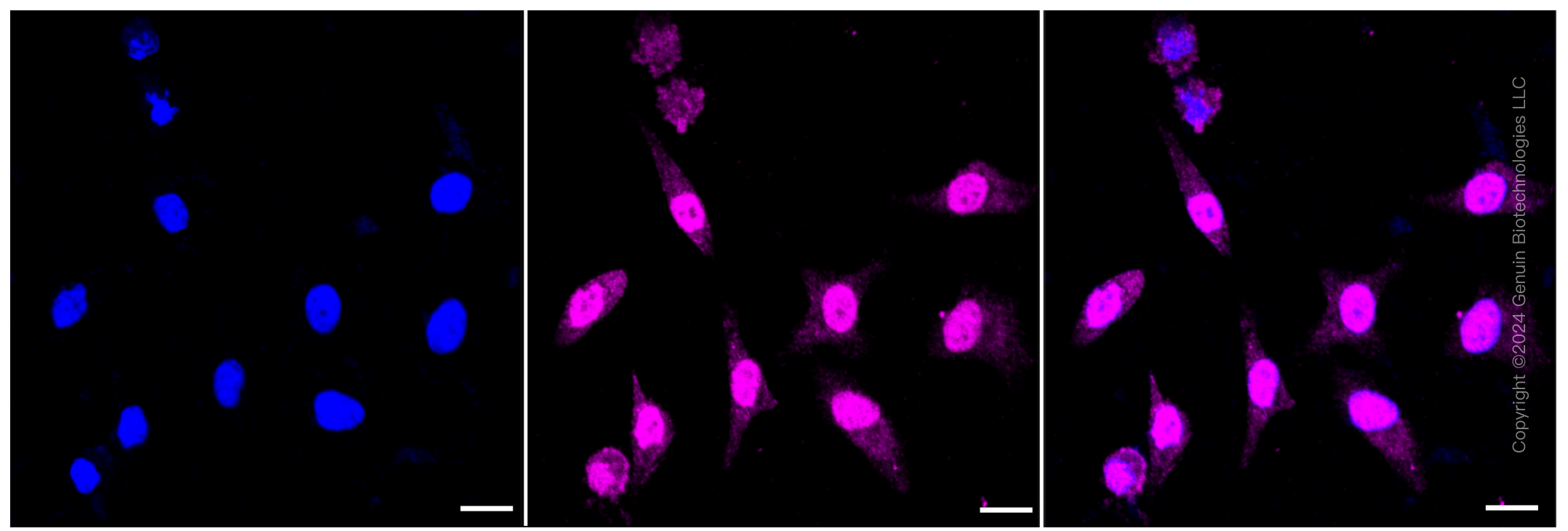 KD-Validated Anti-LAMP2 Rabbit Monoclonal Antibody ABG2336