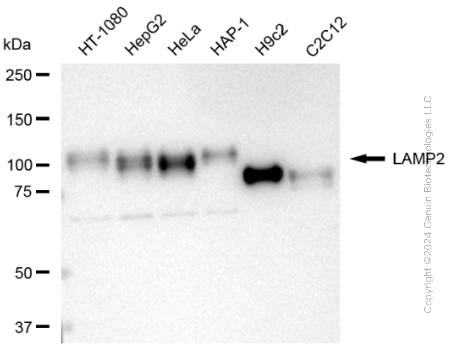 KD-Validated Anti-LAMP2 Rabbit Monoclonal Antibody ABG2336